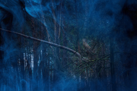 natural background tall pine trees covered with blue ghostly mist nature and halloween conceptの写真素材