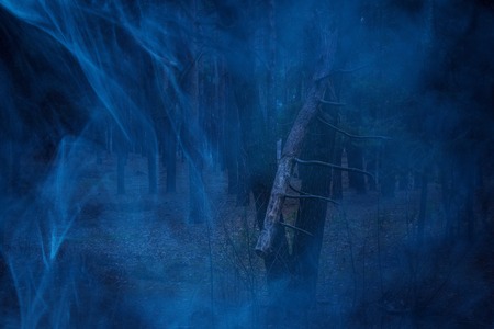 mystical blue mist covers the night pine forest is dark and nobody around the concept of wildlife and halloweenの写真素材