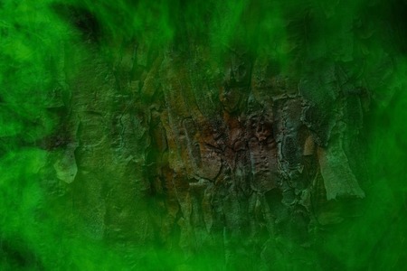 tree trunk texture in green ghostly mist background for design concept of nature and mysteryの写真素材