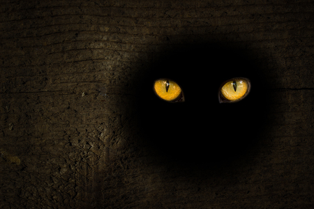 round dark hole in the forest wood bewitching orange eyes of the wild beast Halloween conceptの写真素材