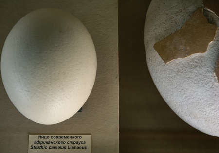 an African ostrich egg lies next to an even larger egg