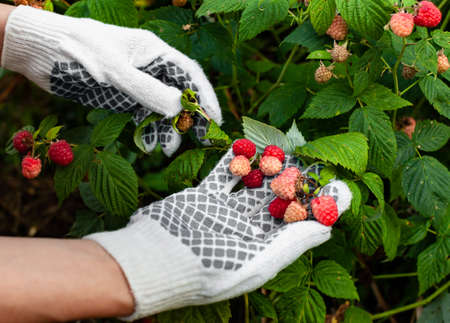 fresh young red raspberry in hand in the middle of summer. High quality photoの写真素材