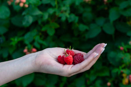 fresh young red raspberry in hand in the middle of summer. High quality photoの写真素材