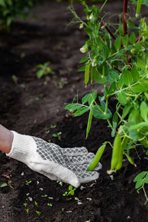 young green peas in the garden at the height of the lazy season. High quality photo