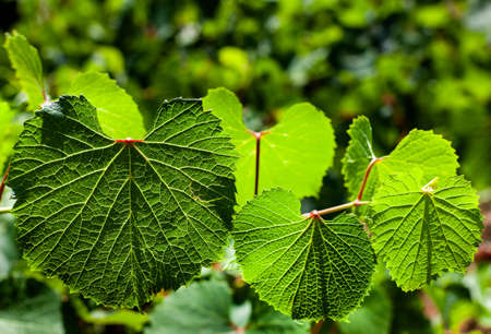 three green leaves shot in the light of the sun. High quality photo