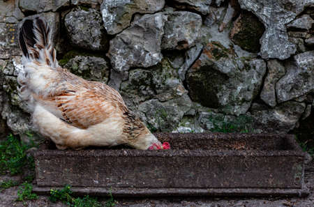 the chicken stands in a wooden feeder and eats from it. High quality photoの写真素材