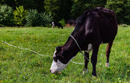a young calf stands in a field and eats green grass. High quality photo