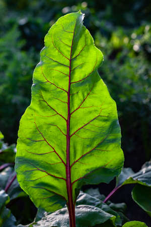 beet leaf shot in the light of the sun. High quality photo