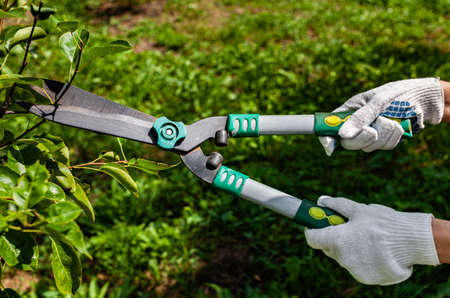 man with garden scissors cuts a green bush with leaves. High quality photo