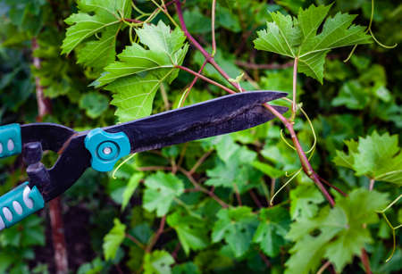 garden shears cutting a branch with grape leaves. High quality photoの写真素材