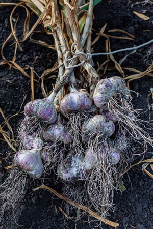 heads and branches of garlic lying on the ground. High quality photo