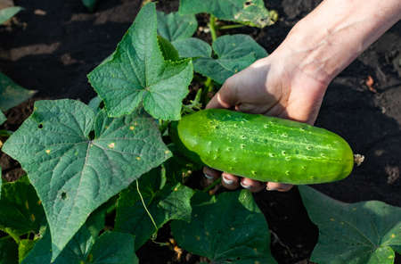 green cucumber that is plucked from the bush. High quality photoの写真素材