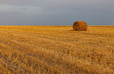 hay collected in briquettes stands on the harvested field. High quality photo