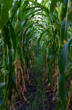 passage through a thicket of corn in a cornfield. High quality photoの写真素材