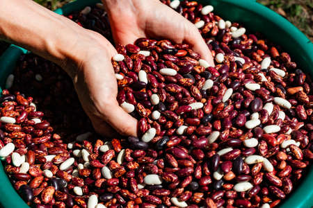 a container with beans that crumbles in the hands of a person. High quality photoの写真素材