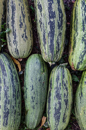 green zucchini lying together on the ground. High quality photoの写真素材