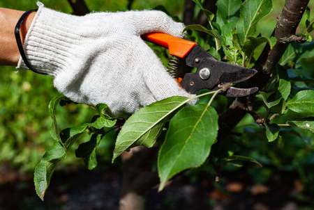 hand holds garden shears with which the branch is cut. High quality photoの写真素材