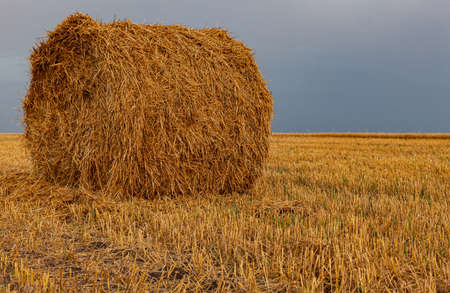 a roll of dry hay standing alone on a harvested yellow field. High quality photoの写真素材