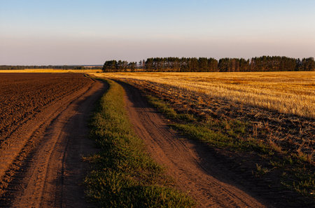 a country road that runs along the field and goes into the distance. High quality photoの写真素材
