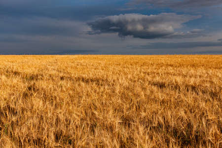 field with yellow and dry grass against a dark sky background. High quality photoの写真素材