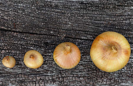 fresh onions of golden color of different sizes on a wooden surface background. High quality photoの写真素材