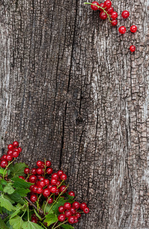 bush and berries of red currant on the background of a wooden natrual surface. High quality photoの写真素材