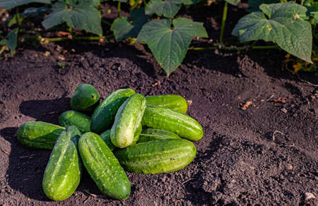 fresh green cucumbers lying on the ground near the garden bed. High quality photoの写真素材