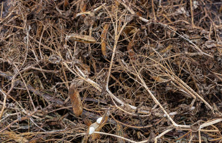 dry and old peas piled in one heap. High quality photoの写真素材