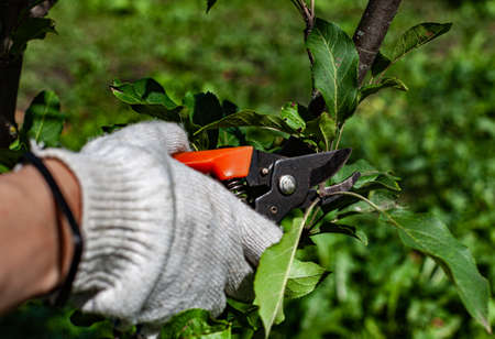 garden pruner cutting a small branch on a fruit tree. High quality photoの写真素材