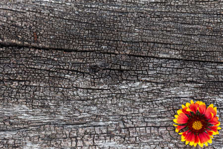 background in the form of a wooden old surface on which a bright flower lies in the corner. High quality photoの写真素材