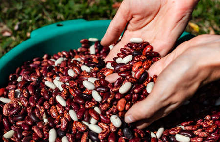 palms from which dry peeled beans are poured into a large plateの写真素材