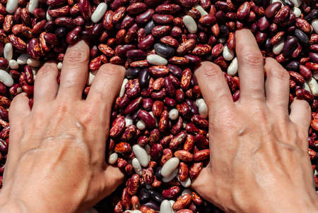 peeled red beans in which the hands are dipped. High quality photoの写真素材