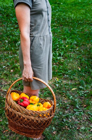 a woman standing with a wicker basket in her hand in which there are multi-colored peppers. High quality photoの写真素材