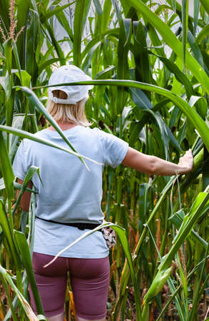 a woman standing in a thicket of corn taller than her. High quality photoの写真素材
