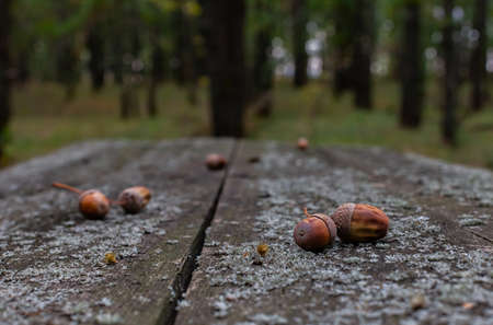 acorns lying on a wooden old table in the forest