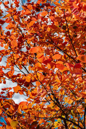 red-orange leaves on an autumn tree in sunny weather