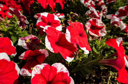 red flowers with white tips on the petals. High quality photoの写真素材