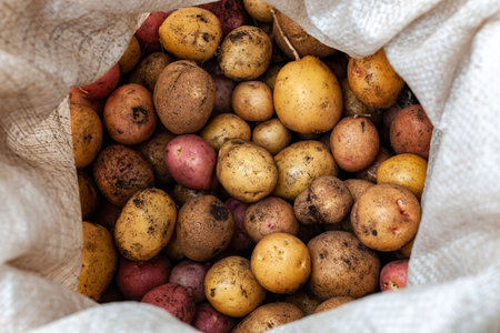 fresh unwashed potatoes are in a sack in the gardenの写真素材