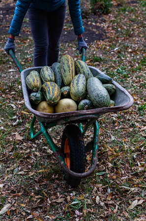 a car with zucchini that a man is driving around the garden. High quality photoの写真素材