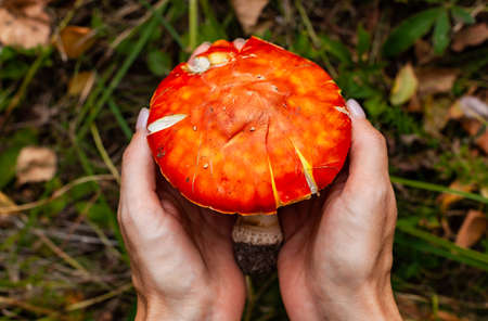 a mushroom with a red cap in a woman's hands. High quality photoの写真素材