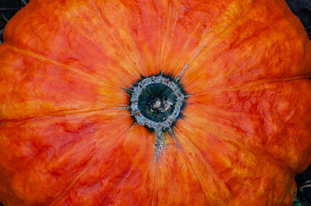 ripe orange pumpkin lying in the gardenの写真素材