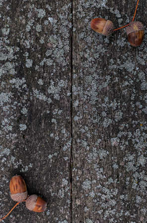 background in the form of an old wooden surface with acorns in the corner. High quality photoの写真素材