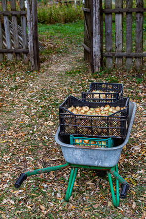 iron wheelbarrow in the garden with boxes of onions. High quality photoの写真素材