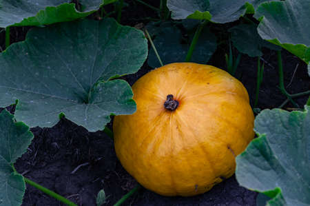 yellow pumpkin lying in the garden among the flies. High quality photoの写真素材