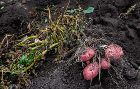 red potato tuber dug out of the ground in the garden. High quality photoの写真素材