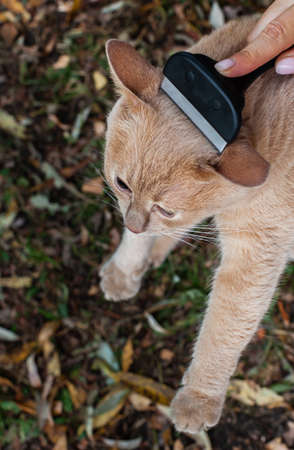 a cat whose fur is combed with a special comb. High quality photo