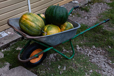 a wheelbarrow with pumpkins in the back standing in the yard near the barn. High quality photoの写真素材