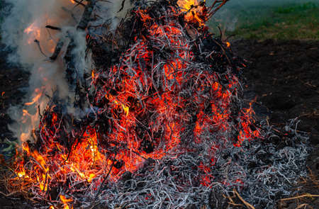 burning and smoldering potato tops in the garden. High quality photo