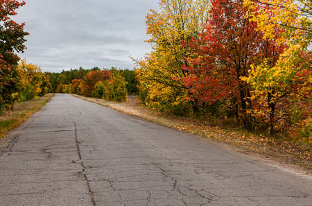 deserted asphalt road among the autumn forest. High quality photoの写真素材