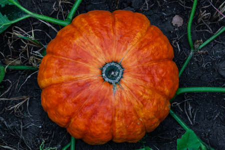 a large orange ripe pumpkin lies in a garden bed on the ground. High quality photoの写真素材